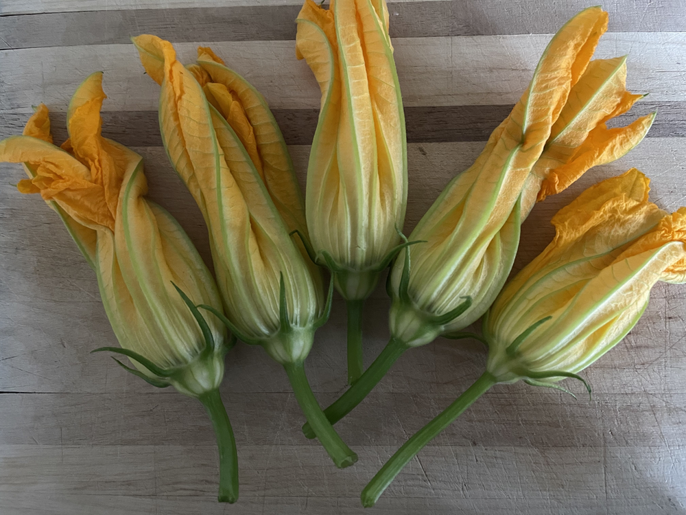 Squash Blossoms